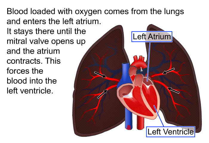 Blood loaded with oxygen comes from the lungs and enters the left atrium. It stays there until the mitral valve opens up and the atrium contracts. This forces the blood into the left ventricle.
