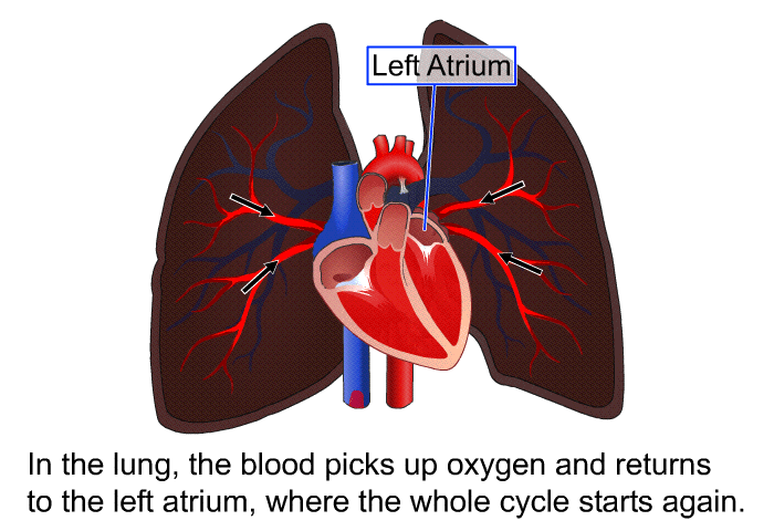 In the lung, the blood picks up oxygen and returns to the left atrium, where the whole cycle starts again.