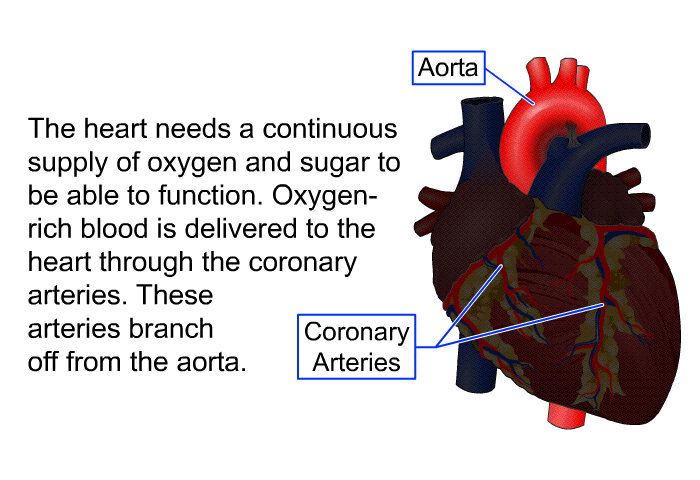 The heart needs a continuous supply of oxygen and sugar to be able to function. Oxygen-rich blood is delivered to the heart through the coronary arteries. These arteries branch off from the aorta.