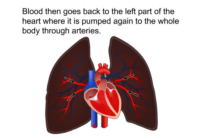 Blood then goes back to the left part of the heart where it is pumped again to the whole body through arteries.