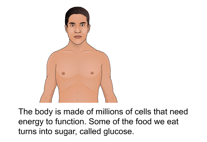 The body is made of millions of cells that need energy to function. Some of the food we eat turns into sugar, called glucose.