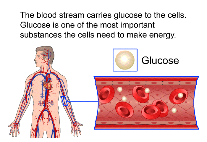 The blood stream carries glucose to the cells. Glucose is one of the most important substances the cells need to make energy.