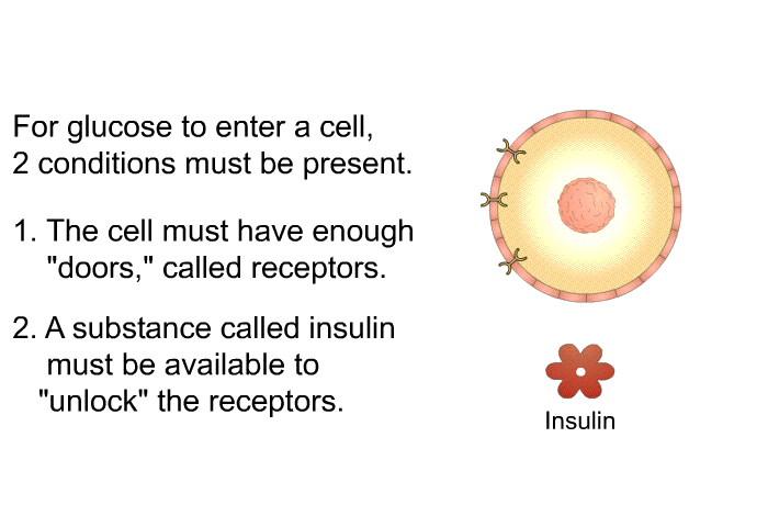 For glucose to enter a cell, 2 conditions must be present.  The cell must have enough “doors,” called receptors. A substance called insulin must be available to “unlock” the receptors.