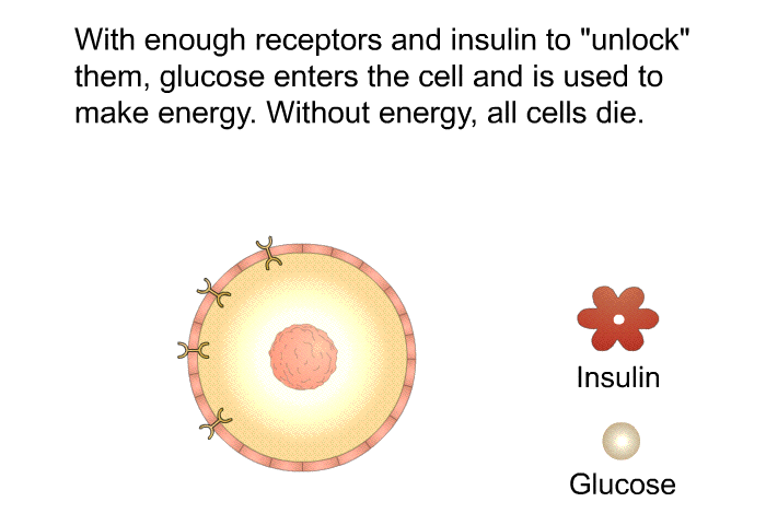 With enough receptors and insulin to “unlock” them, glucose enters the cell and is used to make energy. Without energy, all cells die.