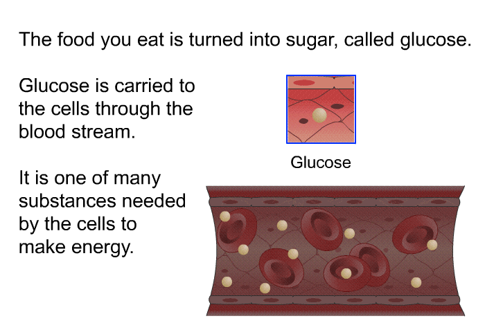 The food you eat is turned into sugar, called glucose. Glucose is carried to the cells through the blood stream. It is one of many substances needed by the cells to make energy.