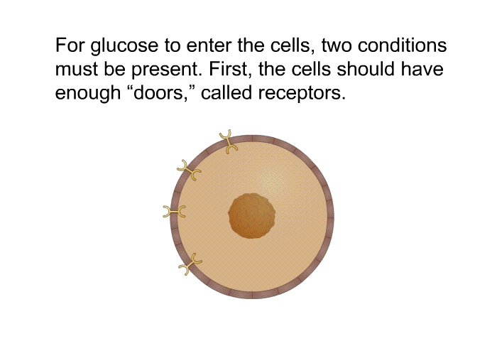 For glucose to enter the cells, two conditions must be present. First, the cells should have enough “doors,” called receptors.