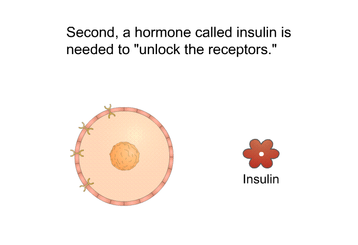 Second, a hormone called insulin is needed to "unlock the receptors."
