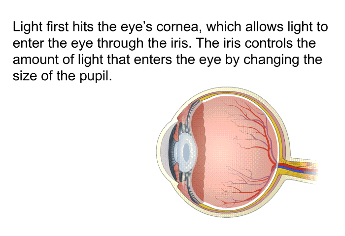 Light first hits the eye's cornea, which allows light to enter the eye through the iris. The iris controls the amount of light that enters the eye by changing the size of the pupil.