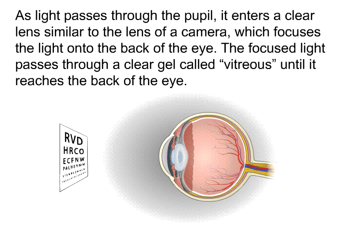 As light passes through the pupil, it enters a clear lens similar to the lens of a camera, which focuses the light onto the back of the eye. The focused light passes through a clear gel called “vitreous” until it reaches the back of the eye.
