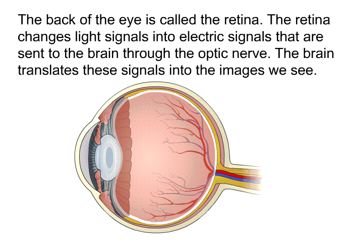 The back of the eye is called the retina. The retina changes light signals into electric signals that are sent to the brain through the optic nerve. The brain translates these signals into the images we see.