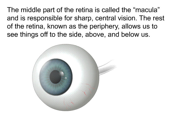 The middle part of the retina is called the “macula” and is responsible for sharp, central vision. The rest of the retina, known as the periphery, allows us to see things off to the side, above, and below us.