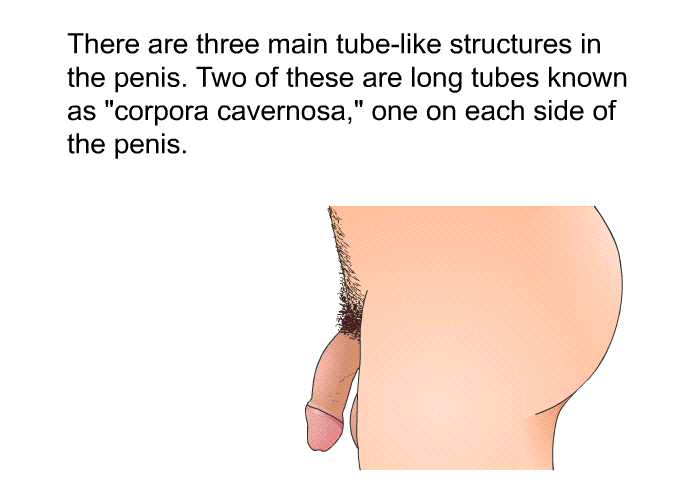 There are three main tube-like structures in the penis. Two of these are long tubes known as “corpora cavernosa,” one on each side of the penis.