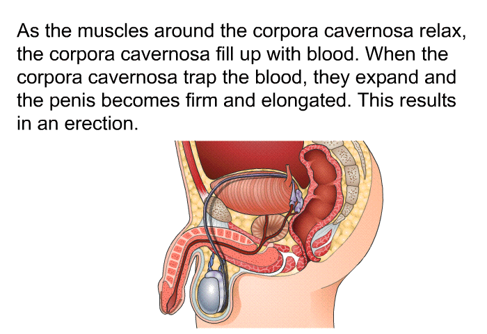 As the muscles around the corpora cavernosa relax, the corpora cavernosa fill up with blood. When the corpora cavernosa trap the blood, they expand and the penis becomes firm and elongated. This results in an erection.