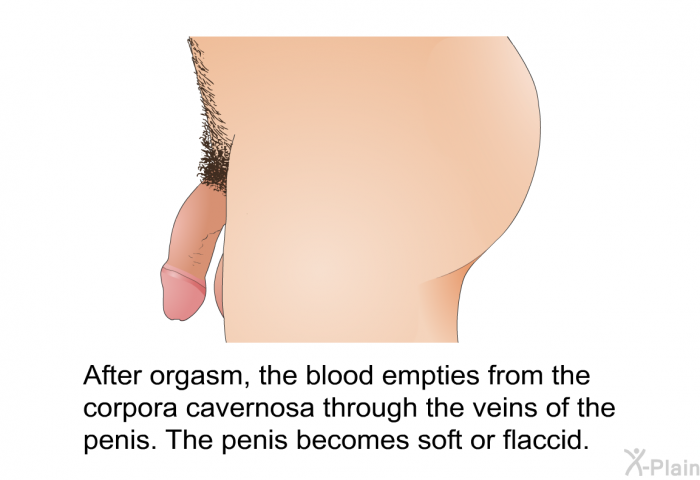 After orgasm, the blood empties from the corpora cavernosa through the veins of the penis. The penis becomes soft or flaccid.