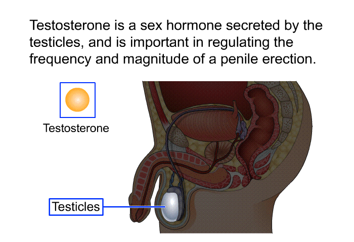 Testosterone is a sex hormone secreted by the testicles, and is important in regulating the frequency and magnitude of a penile erection.