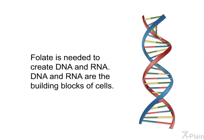 Folate is needed to create DNA and RNA. DNA and RNA are the building blocks of cells.