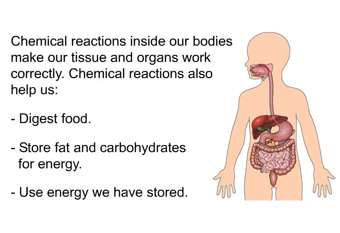 Chemical reactions inside our bodies make our tissue and organs work correctly. Chemical reactions also help us:  digest food store fat and carbohydrates for energy use energy we have stored