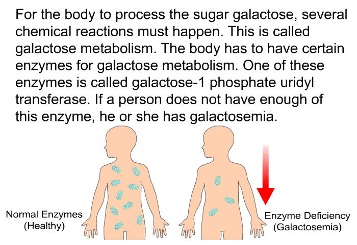For the body to process the sugar galactose, several chemical reactions must happen. This is called galactose metabolism. The body has to have certain enzymes for galactose metabolism. One of these enzymes is called galactose-1 phosphate uridyl transferase. If a person does not have enough of this enzyme, he or she has galactosemia.
