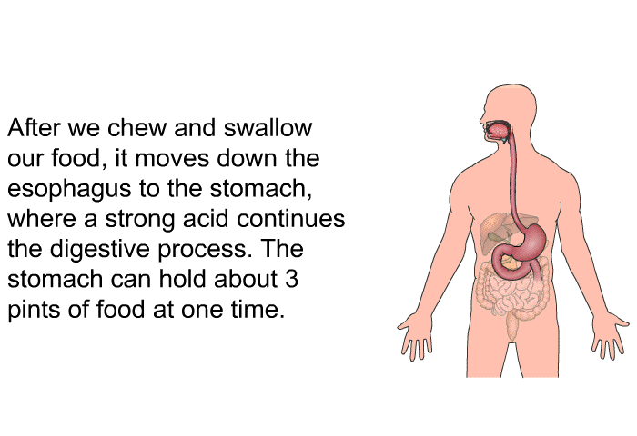 After we chew and swallow our food, it moves down the esophagus to the stomach, where a strong acid continues the digestive process. The stomach can hold about 3 pints of food at one time.