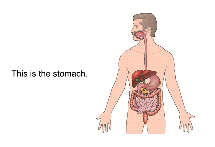 This is the stomach.