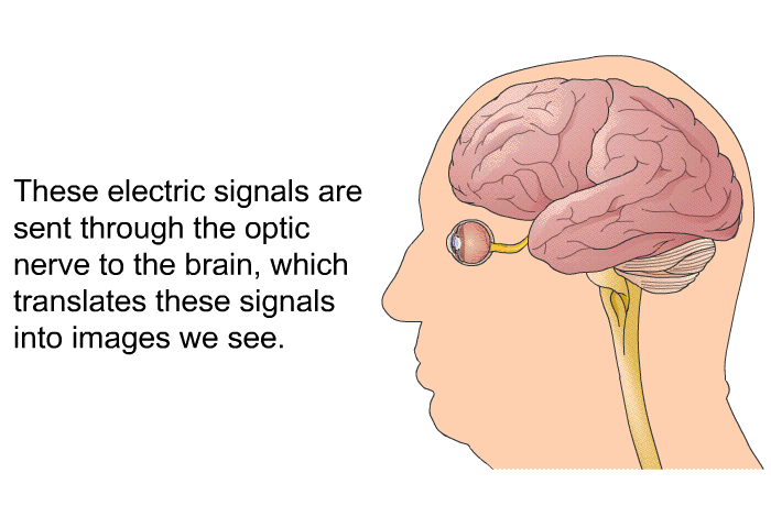 These electric signals are sent through the optic nerve to the brain, which translates these signals into images we see.