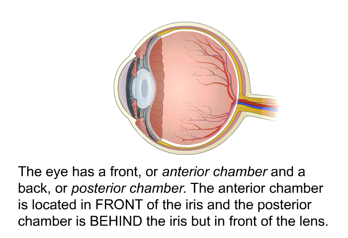 The eye has a front, or anterior chamber and a back, or posterior chamber. The anterior chamber is located in FRONT of the iris and the posterior chamber is BEHIND the iris but in front of the lens.