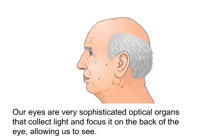 Our eyes are very sophisticated optical organs that collect light and focus it on the back of the eye, allowing us to see.