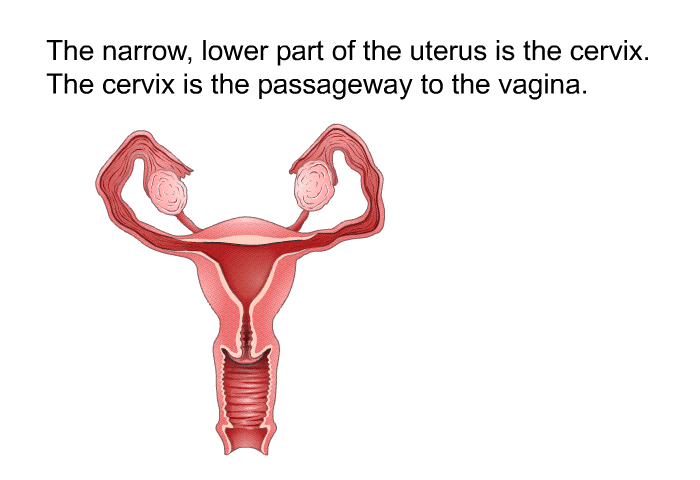 The narrow, lower part of the uterus is the cervix. The cervix is the passageway to the vagina.