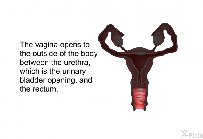 The vagina opens to the outside of the body between the urethra, which is the urinary bladder opening, and the rectum.