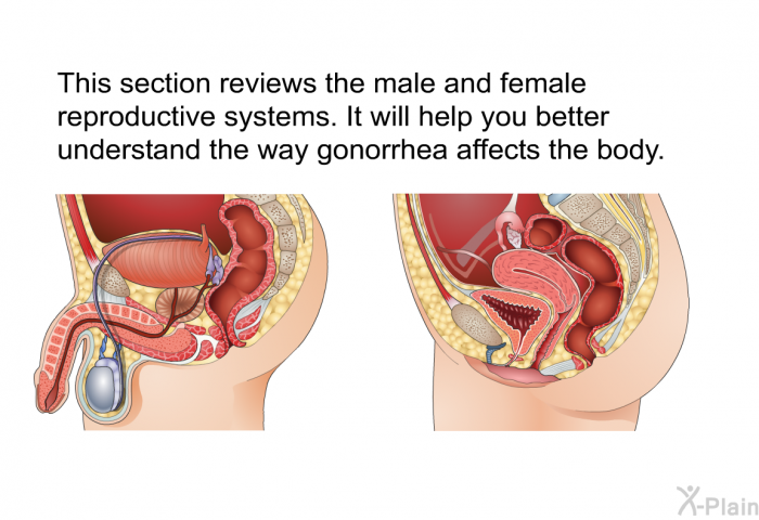 This section reviews the male and female reproductive systems. It will help you better understand the way gonorrhea affects the body.