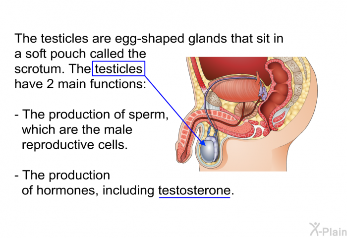 The testicles are egg-shaped glands that sit in a soft pouch called the scrotum. The testicles have 2 main functions:  The production of sperm, which are the male reproductive cells. The production of hormones, including testosterone.