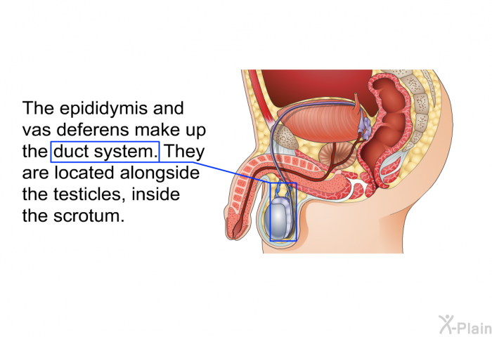 The epididymis and vas deferens make up the duct system. They are located alongside the testicles, inside the scrotum.