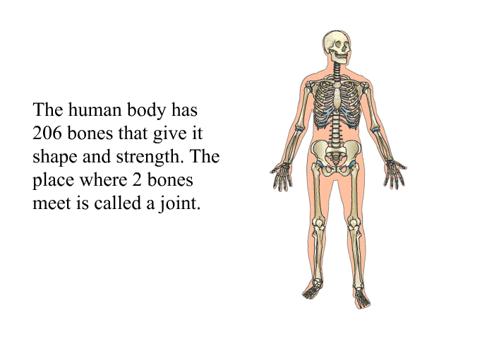 The human body has 206 bones that give it shape and strength. The place where 2 bones meet is called a joint.