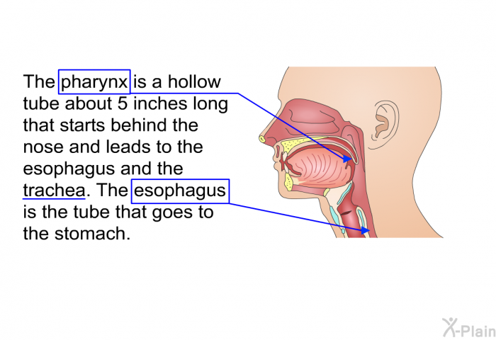 The pharynx is a hollow tube about 5 inches long that starts behind the nose and leads to the esophagus and the trachea. The esophagus is the tube that goes to the stomach.