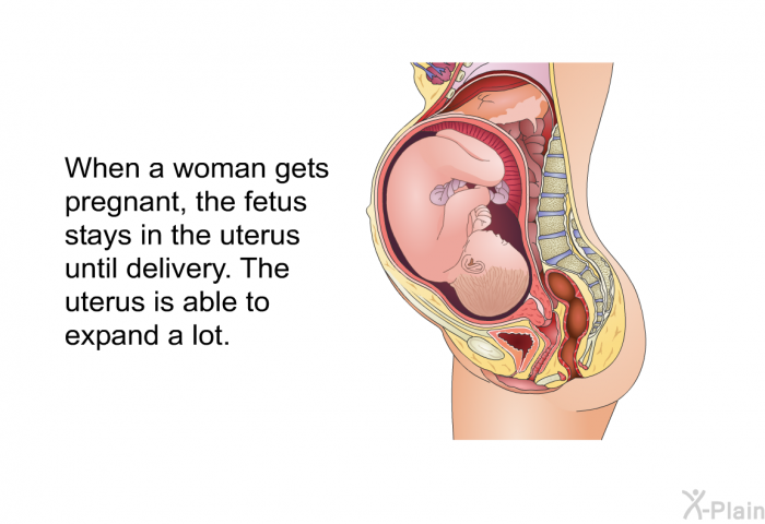 When a woman gets pregnant, the fetus stays in the uterus until delivery. The uterus is able to expand a lot.