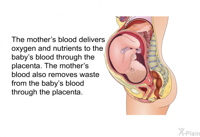 The mother's blood delivers oxygen and nutrients to the baby's blood through the placenta. The mother's blood also removes waste from the baby's blood through the placenta.