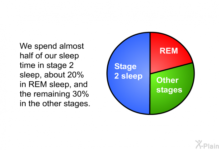 We spend almost half of our sleep time in stage 2 sleep, about 20% in REM sleep, and the remaining 30% in the other stages.