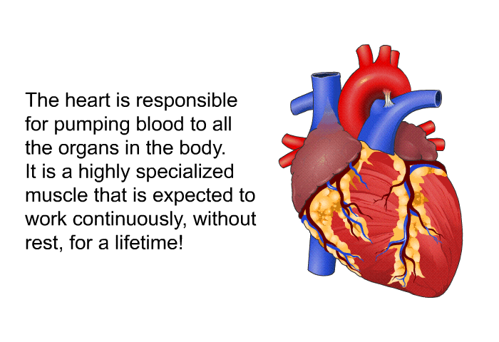The heart is responsible for pumping blood to all the organs in the body. It is a highly specialized muscle that is expected to work continuously, without rest, for a lifetime!