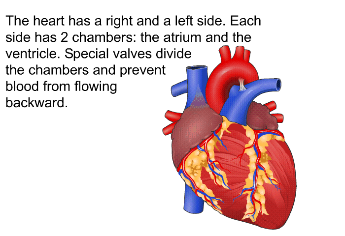 The heart has a right and a left side. Each side has 2 chambers: the atrium and the ventricle. Special valves divide the chambers and prevent blood from flowing backward.