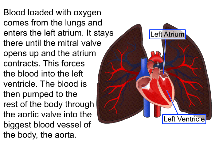 Blood loaded with oxygen comes from the lungs and enters the left atrium. It stays there until the mitral valve opens up and the atrium contracts. This forces the blood into the left ventricle. The blood is then pumped to the rest of the body through the aortic valve into the biggest blood vessel of the body, the aorta.