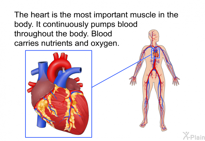 The heart is the most important muscle in the body. It continuously pumps blood throughout the body. Blood carries nutrients and oxygen.