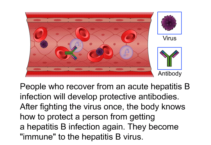 People who recover from an acute hepatitis B infection will develop protective antibodies. After fighting the virus once, the body knows how to protect a person from getting a hepatitis B infection again. They become “immune” to the hepatitis B virus.