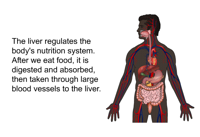 The liver regulates the body's nutrition system. After we eat food, it is digested and absorbed, then taken through large blood vessels to the liver.