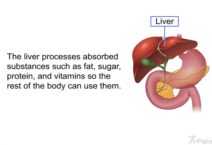 The liver processes absorbed substances such as fat, sugar, protein, and vitamins so the rest of the body can use them.
