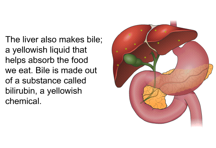 The liver also makes bile; a yellowish liquid that helps absorb the food we eat. Bile is made out of a substance called bilirubin, a yellowish chemical.