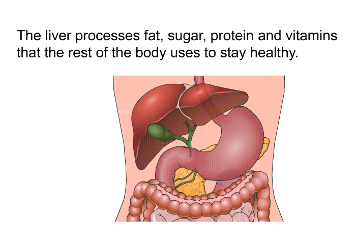 The liver processes fat, sugar, protein and vitamins that the rest of the body uses to stay healthy.