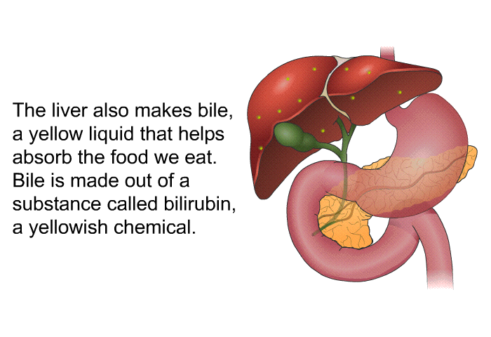 The liver also makes bile, a yellow liquid that helps absorb the food we eat. Bile is made out of a substance called bilirubin, a yellowish chemical.