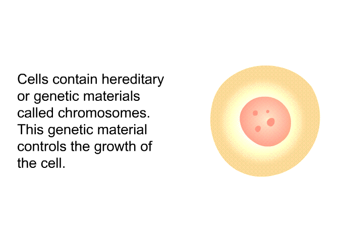Cells contain hereditary or genetic materials called chromosomes. This genetic material controls the growth of the cell.
