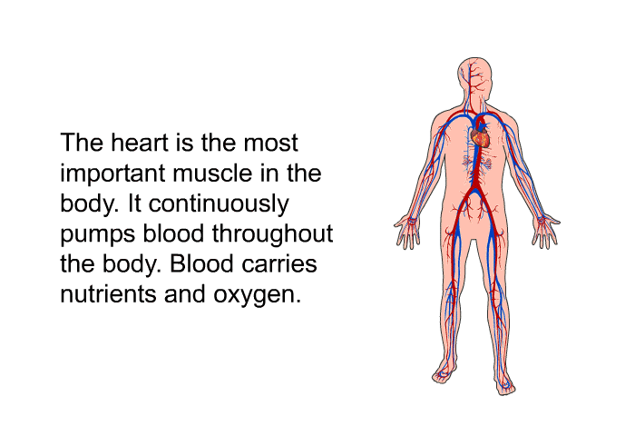 The heart is the most important muscle in the body. It continuously pumps blood throughout the body. Blood carries nutrients and oxygen.