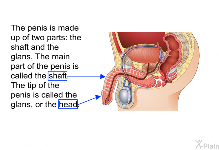 The penis is made up of two parts: the shaft and the glans. The main part of the penis is called the shaft. The tip of the penis is called the glans, or the head.